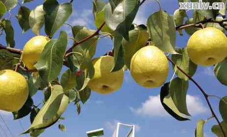 安徽普洱茶葉 品味徽風(fēng)皖韻中的別樣陳香